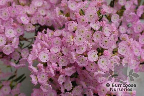KALMIA polifolia  