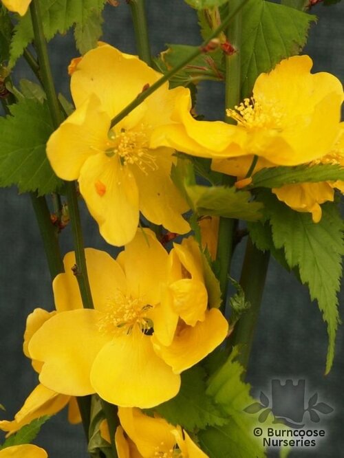 KERRIA japonica 'Golden Guinea' 