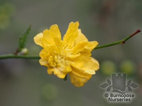 KERRIA japonica 'Pleniflora' 