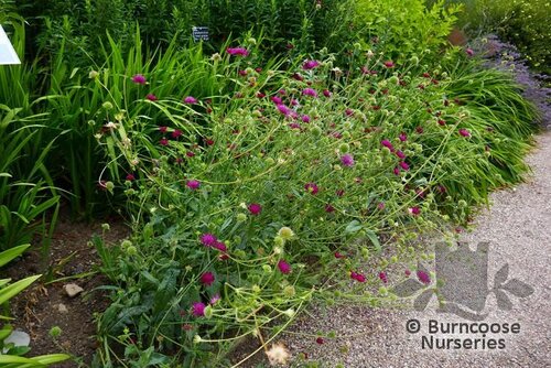 KNAUTIA macedonica  