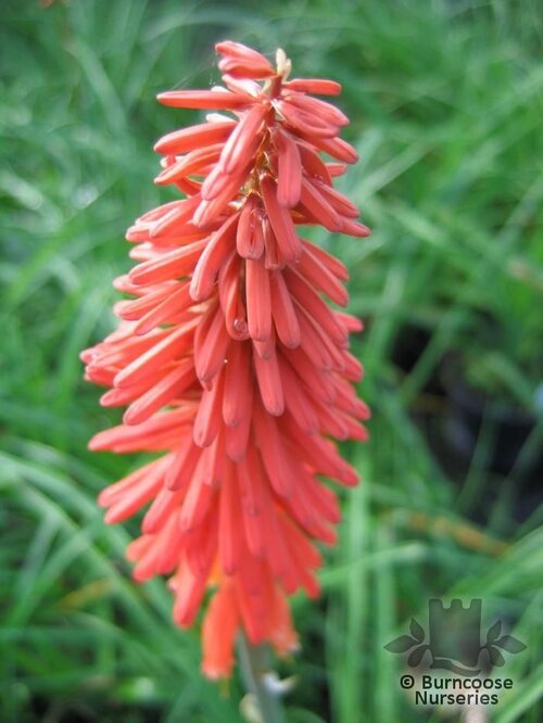 KNIPHOFIA 'Nancy's Red'  
