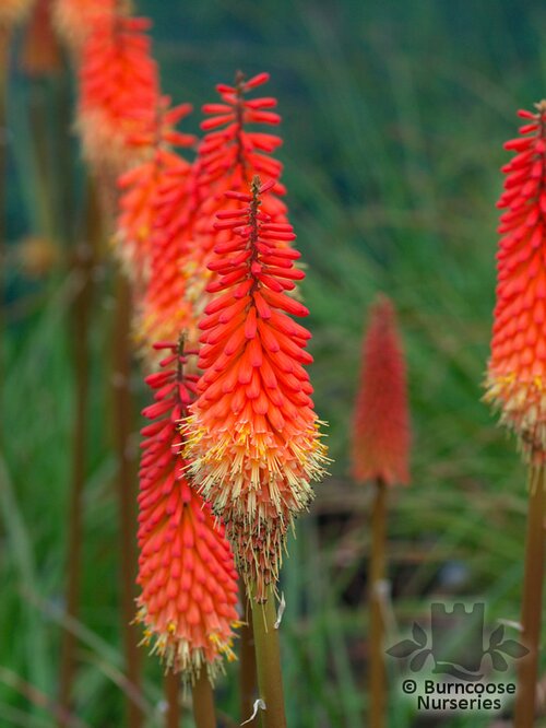 KNIPHOFIA 'Alcazar'  
