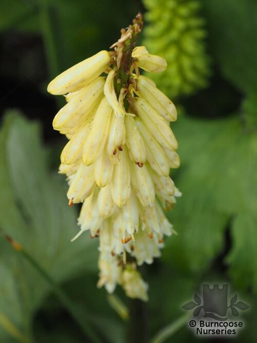 KNIPHOFIA citrina  