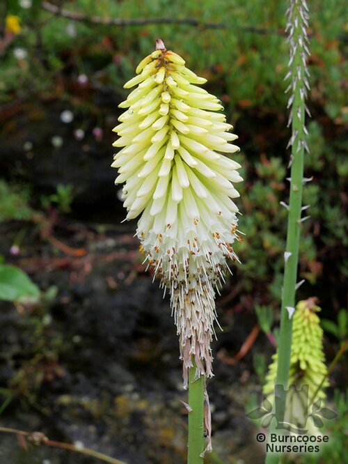 KNIPHOFIA 'Ice Queen'  