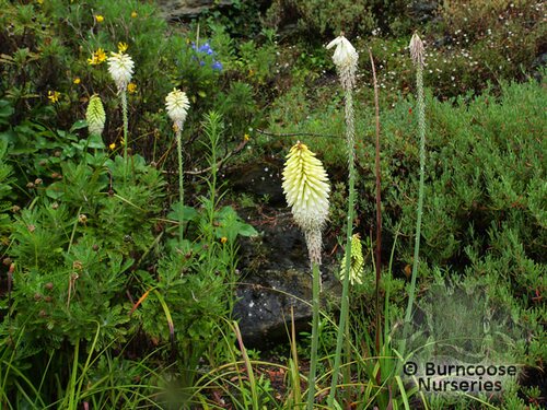 KNIPHOFIA   