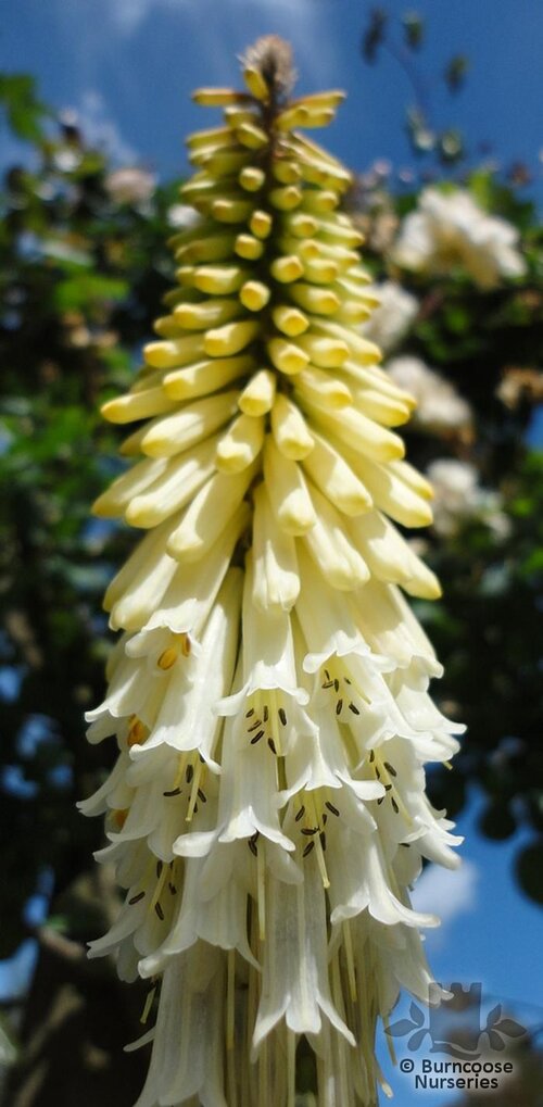 KNIPHOFIA 'Little Maid'  