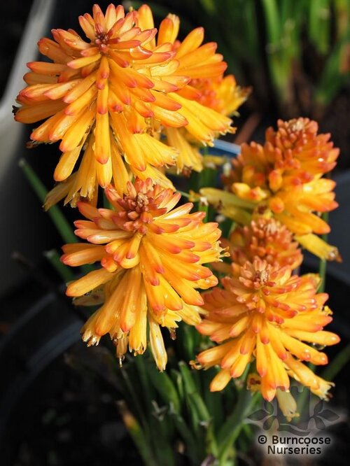 KNIPHOFIA 'Poco Orange'  