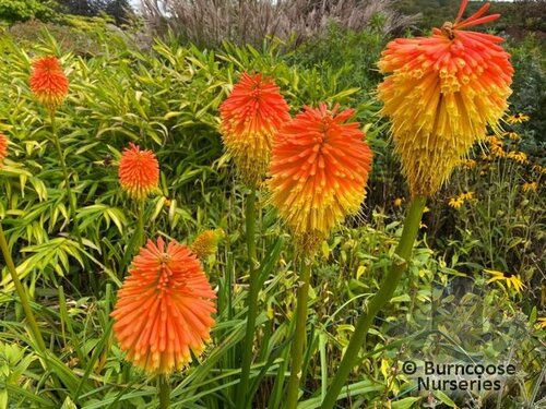 KNIPHOFIA rooperi  