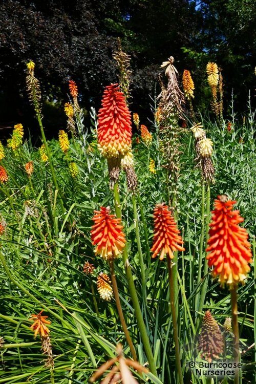 KNIPHOFIA 'Royal Castle'  