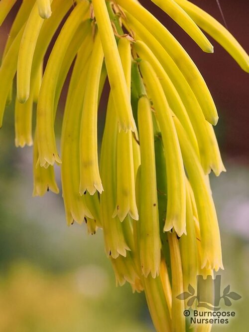 KNIPHOFIA rufa 'Rasta' 