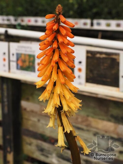 KNIPHOFIA 'Tawny King'  