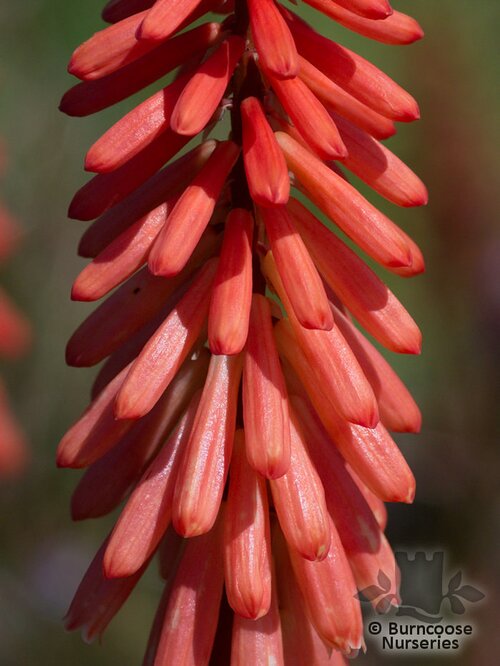 KNIPHOFIA 'Timothy'  