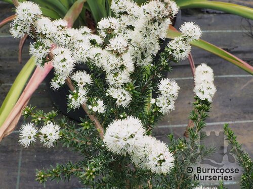 KUNZEA   