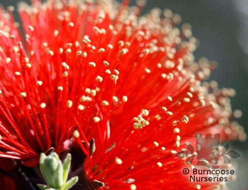 KUNZEA baxteri  