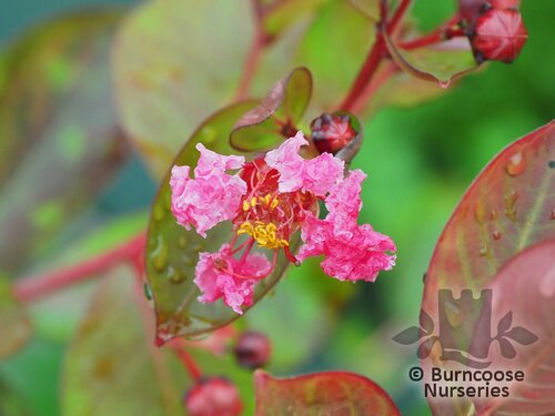 LAGERSTROEMIA indica 'Berlingot Menthe' 