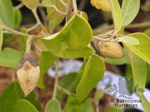 LAGUNARIA pattersonia  