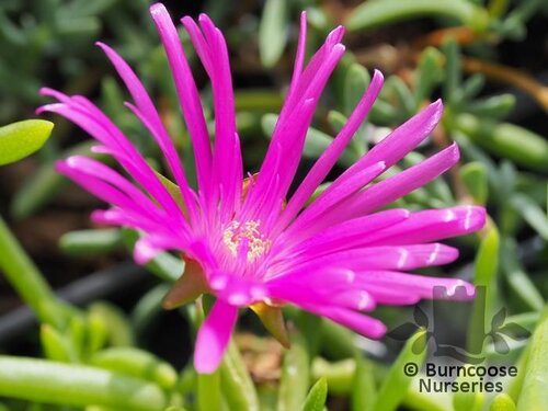 LAMPRANTHUS magenta  