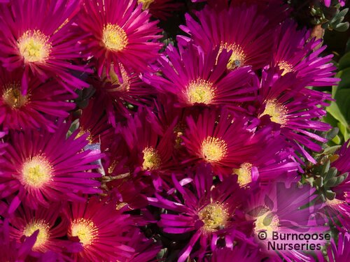 LAMPRANTHUS purple  