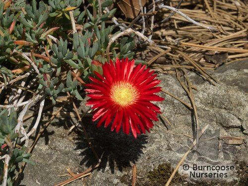 LAMPRANTHUS red  