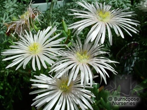 LAMPRANTHUS white  