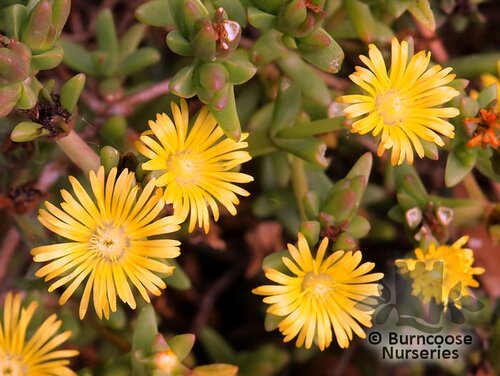 LAMPRANTHUS yellow  