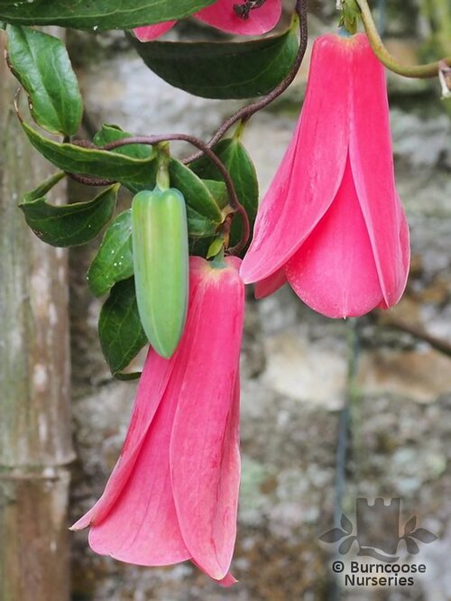 LAPAGERIA rosea  