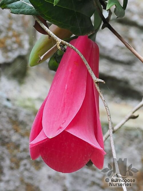 LAPAGERIA   