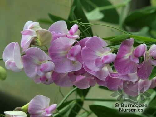 LATHYRUS latifolius 'Pink Pearl' 