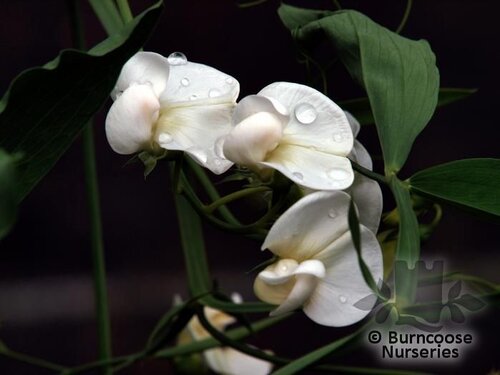 LATHYRUS latifolius 'White Pearl' 