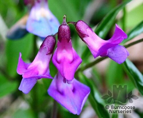 LATHYRUS vernus  
