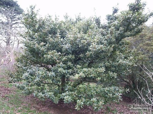 LAURUS   