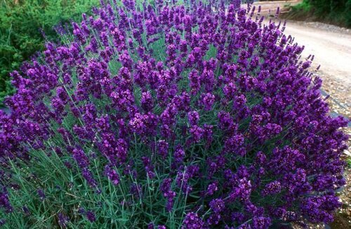 LAVANDULA angustifolia 'Hidcote' 