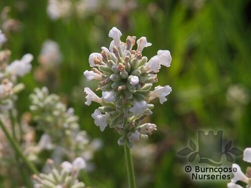 LAVANDULA angustifolia 'Arctic Snow' 