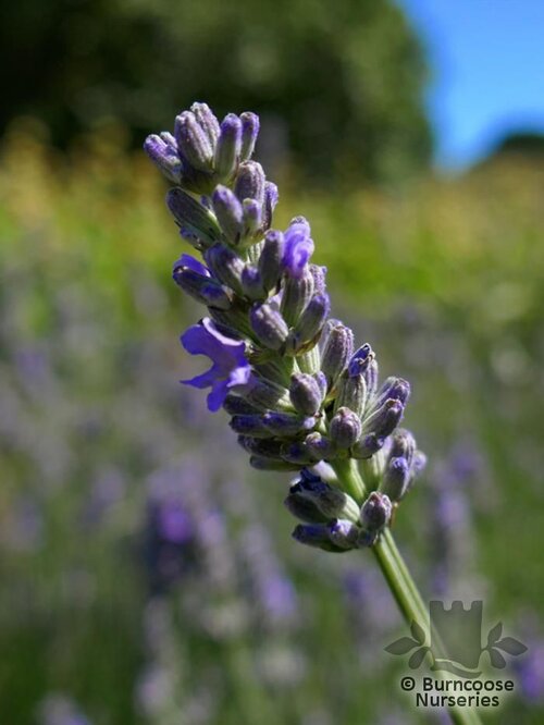 LAVANDULA angustifolia 'Imperial Gem' 