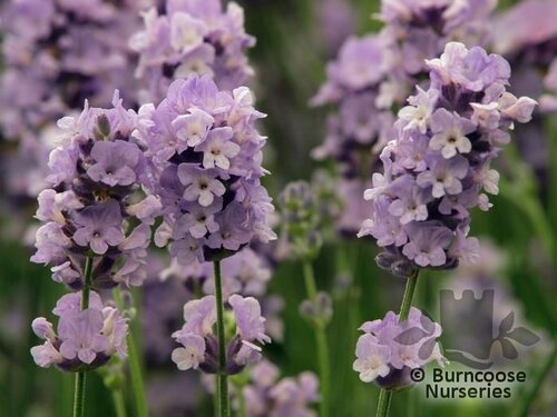 LAVANDULA angustifolia 'Melissa Lilac' 