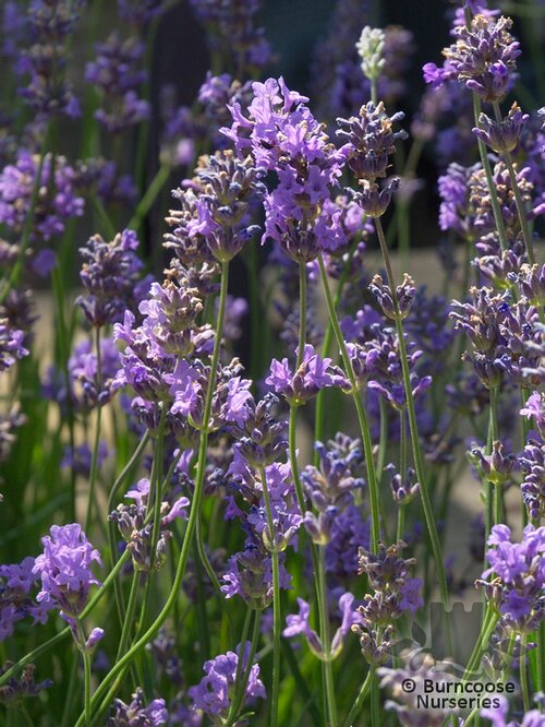 LAVANDULA angustifolia 'Munstead' 