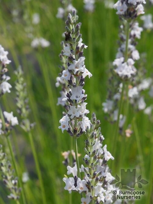 LAVANDULA x intermedia 'Edelweiss' 