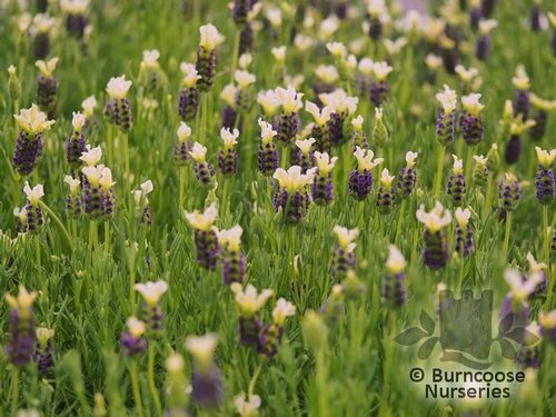 LAVANDULA   