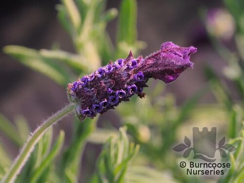 LAVANDULA stoechas 'Regal Splendour' 