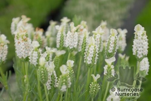 LAVANDULA stoechas 'Snowman' 