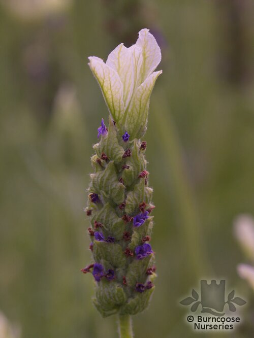 LAVANDULA stoechas 'Tiara' 