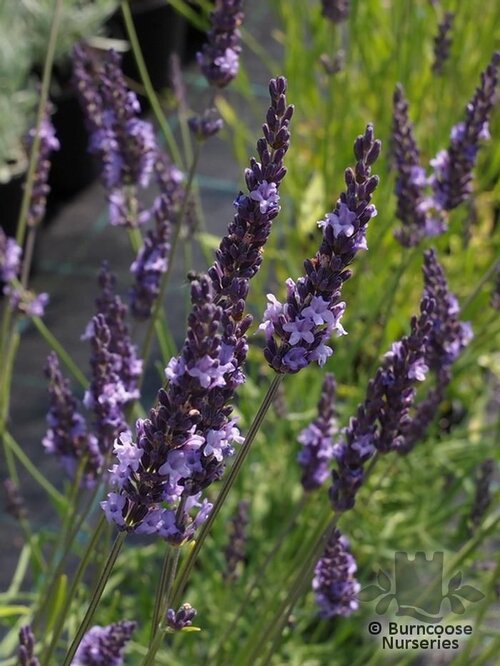 LAVANDULA x intermedia 'Grosso' 