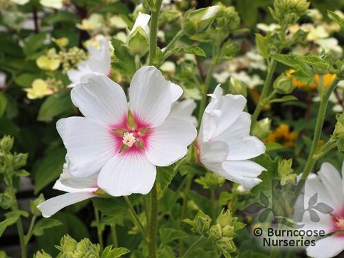 LAVATERA 'Barnsley Baby'  
