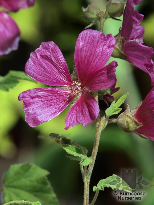 LAVATERA 'Burgundy Wine'  