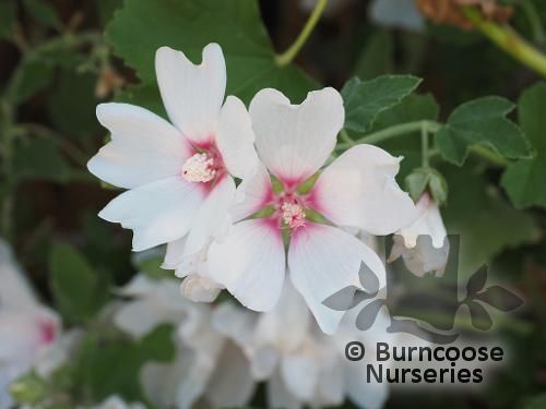 LAVATERA 'Mary Hope'  