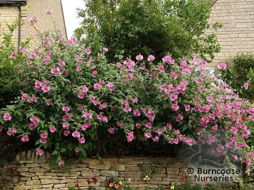 LAVATERA 'Rosea'  