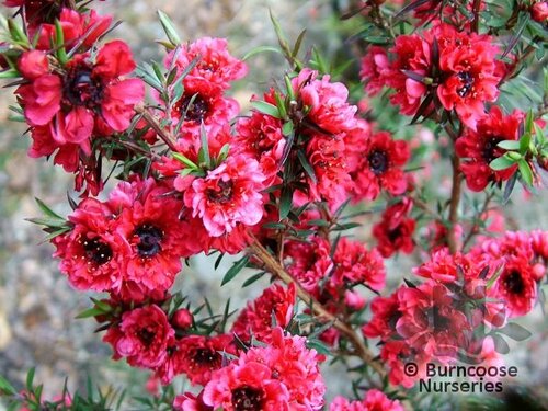 LEPTOSPERMUM scoparium 'Burgundy Queen' 