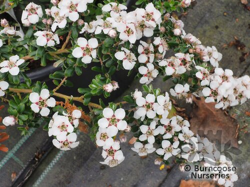 LEPTOSPERMUM grandiflorum  