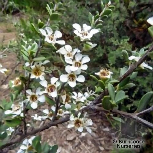 LEPTOSPERMUM myrtifolium  
