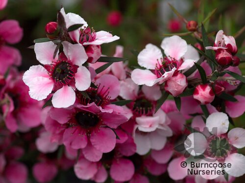 LEPTOSPERMUM scoparium 'Martini' 